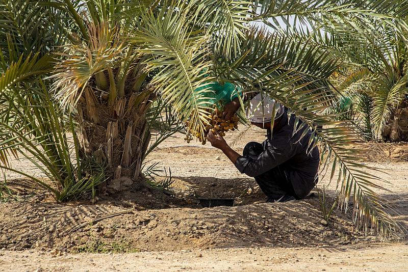 من التمور النادرة.. مشروع الساقي ينتج أصنافًا متعددة لسد حاجة الأسواق