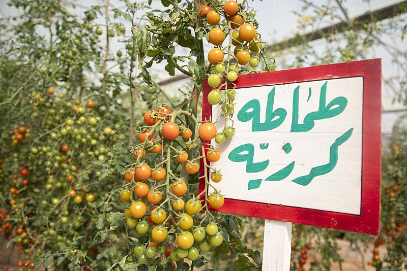 شركة الكفيل للاستثمارات العامّة: نسعى لتحقيق الاكتفاء الذاتيّ من المحاصيل الزراعية
