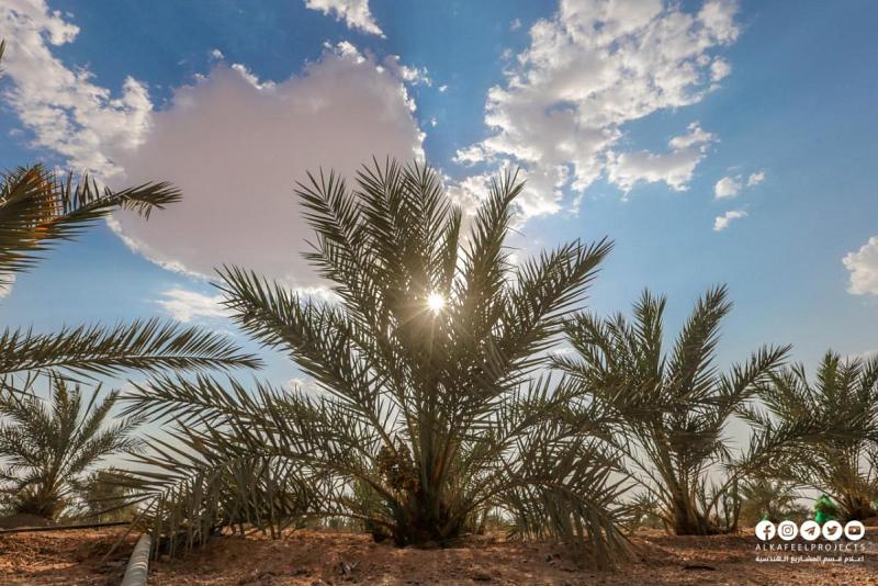 خطّةٌ لزيادة أصناف من التمور في مزارع العتبة العبّاسية المقدّسة