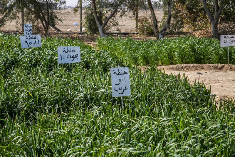 محطّةٌ بحثيّة للمحاصيل الحقليّة والزراعيّة توسّمت باسم الكفيل لتطوير الواقع الزراعيّ العراقيّ