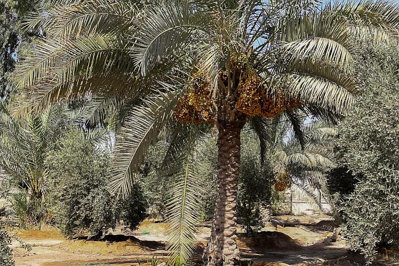 العتبة العباسية المقدسة: أكثر من 50 ألف نخلة في مشروع الحزام الأخضر الجنوبي الثاني