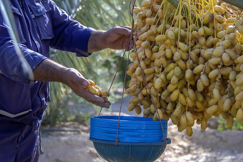 ملاكات الحزام الأخضر الجنوبي تواصل جني التمور من واحاته