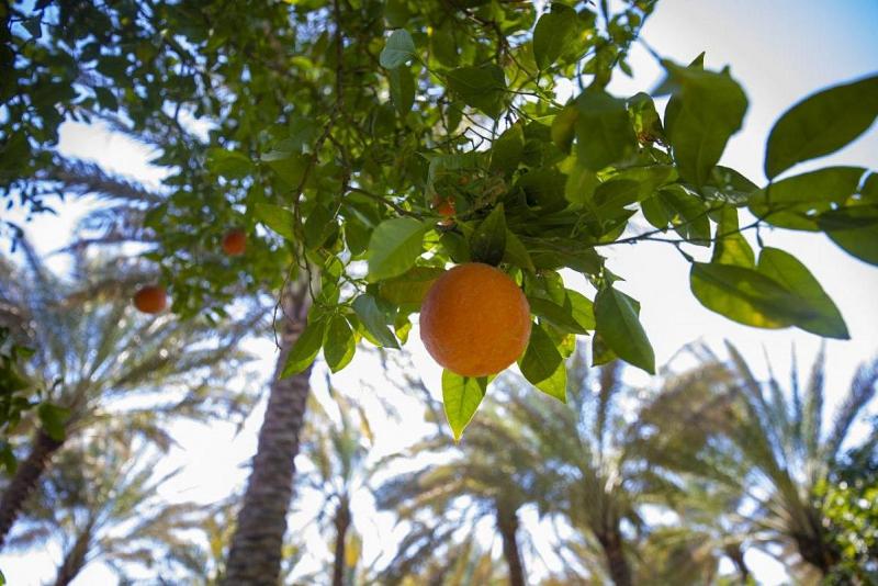 مزرعةُ الحمضيّات النموذجيّة في كربلاء خطوةٌ نحو إحياء زراعة الحمضيّات في البلاد