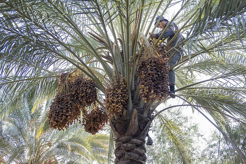 قسم الحزام الأخضر الجنوبي الأول يواصل جني التمور في واحاته