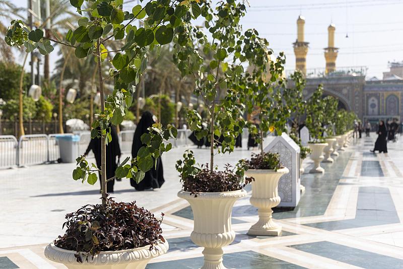 العتبة العباسية المقدسة تنشر أشجار الزينة تزامنًا مع حلول ذكرى ولادة النبي الأكرم(صلى الله عليه وآله)