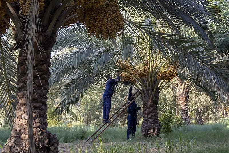 قسم الحزام الأخضر الأول يواصل جني محصول التمور