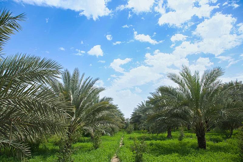 الحزام الأخضر الجنوبي الأول: نمتلك نحو 32 ألف نخلة تنتج مختلف أصناف التمور