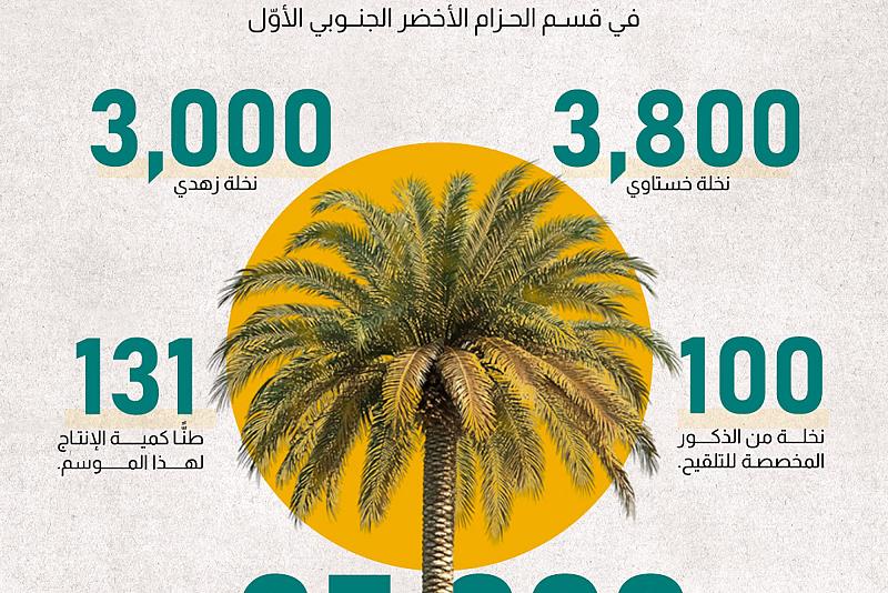 أرقام توضح وفرة النخيل في قسم الحزام الأخضر الجنوبي الأوّل