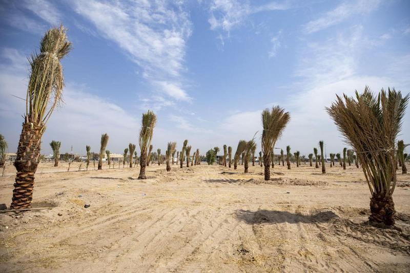 العتبة العباسية المقدسة تكمل إنشاء مزرعة نخيل على مساحة 120 دونم
