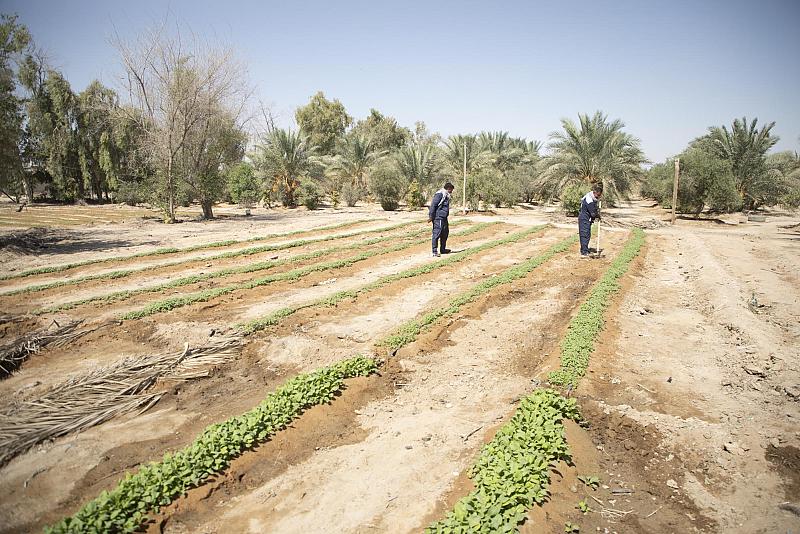 قسم الحزام الأخضر يشرع بزراعة المحاصيل الخضرية