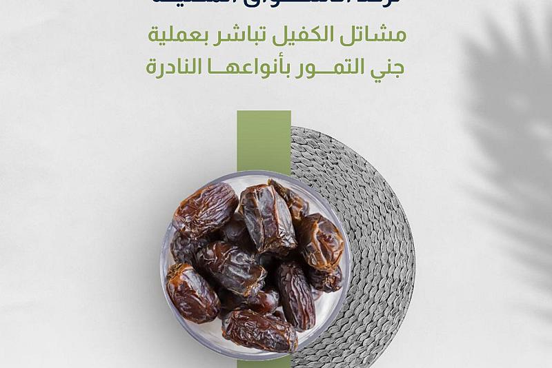  مشاتل الكفيل تباشر بعملية جني التمور بأنواعها النادرة