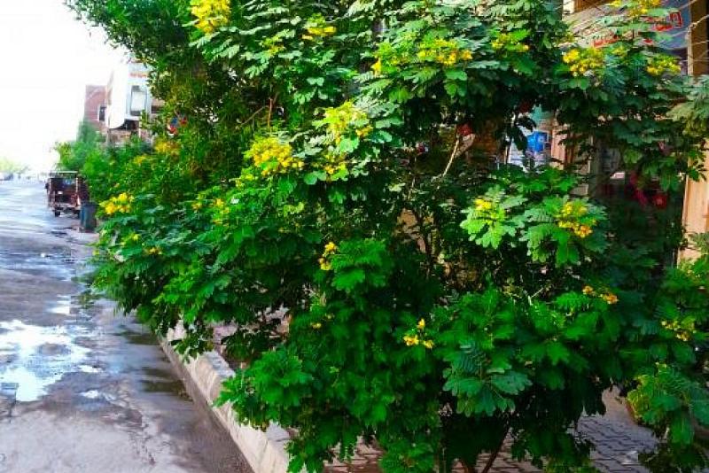 مجموعةُ مشاتل الكفيل تزيّنُ شوارعَ كربلاء بأشجار الأكاسيا