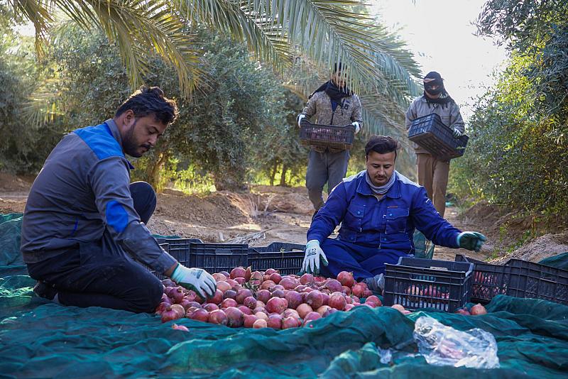 قسم الحزام الأخضر الجنوبي الأول يباشر جني محصول الرمان من بساتينه