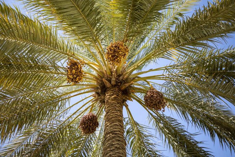 وحدةُ التشجير والزينة تُجري حملةٌ لتنظيف وإدامة نخيل ما بين الحرمَيْن الشريفَيْن