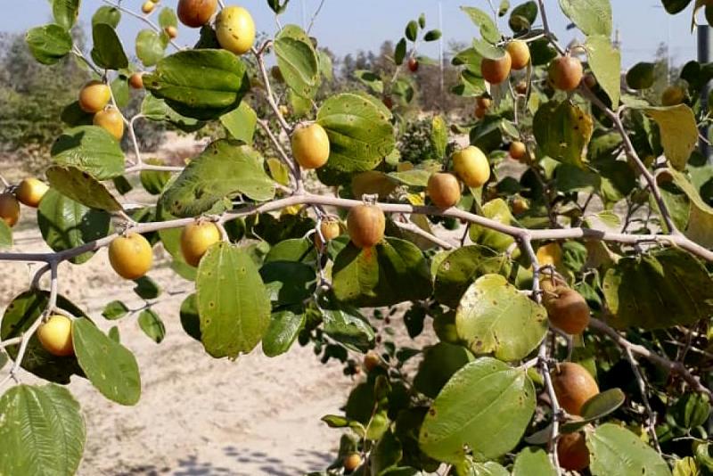 بـ(٦٠٠٠) شجرة سدرٍ مختلفة الأصناف على (٧٠) دونماً: مزرعةُ السدر النموذجيّة التابعة للعتبة العبّاسية المقدّسة عطاءٌ مستمر