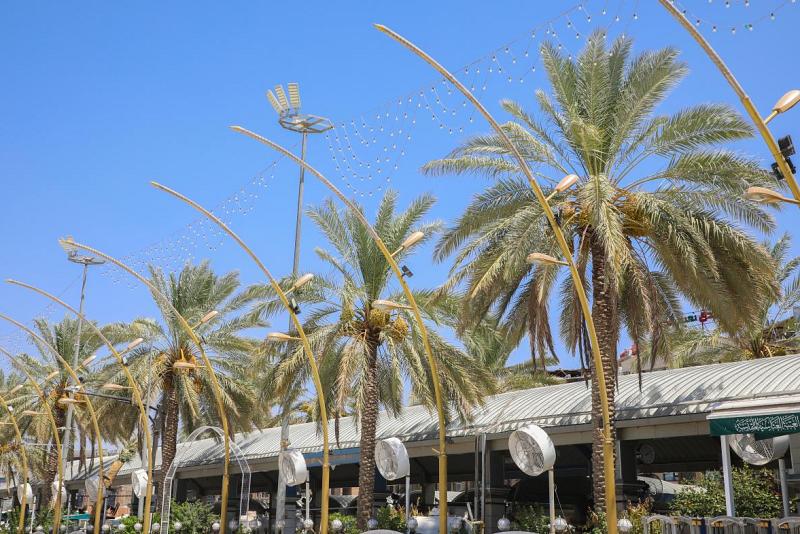 جهودٌ متواصلة من شعبة التشجير والزينة في قسم ما بين الحرمين لإدامة النخيل المزروع وغرس أصناف نادرة أخرى