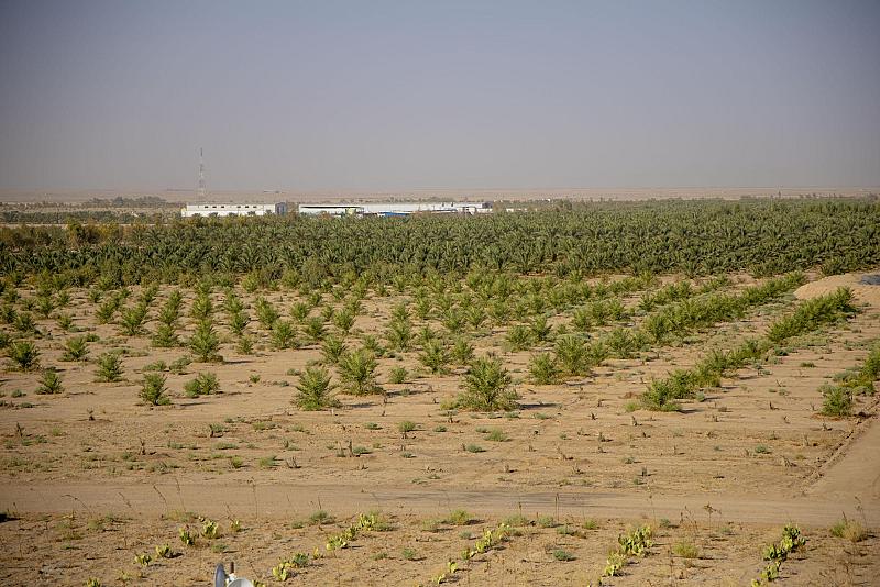 العتبة العباسية المقدسة تباشر زراعة 600 فسيلة من النخيل النادر ضمن مشروع الساقي الزراعي في كربلاء
