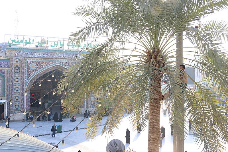 قسم ما بين الحرمين يُجري حملة إدامة لأشجار النخيل الموجودة في المنطقة المقدسة
