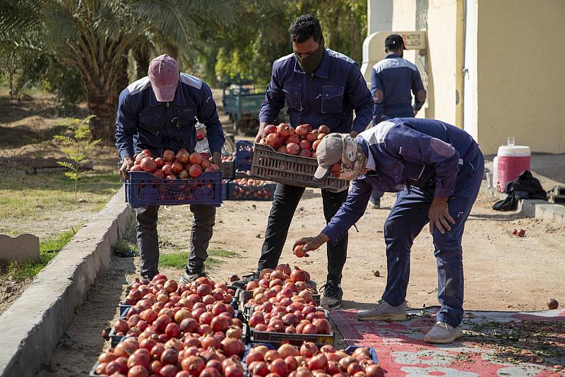 مِلاكات قسم الحزام الأخضر تُباشر بجني محصول الرمان