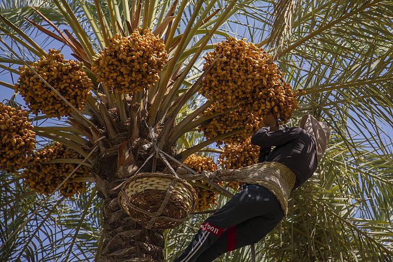 مجموعة مشاتل الكفيل تباشر بعملية جني محصول التمور