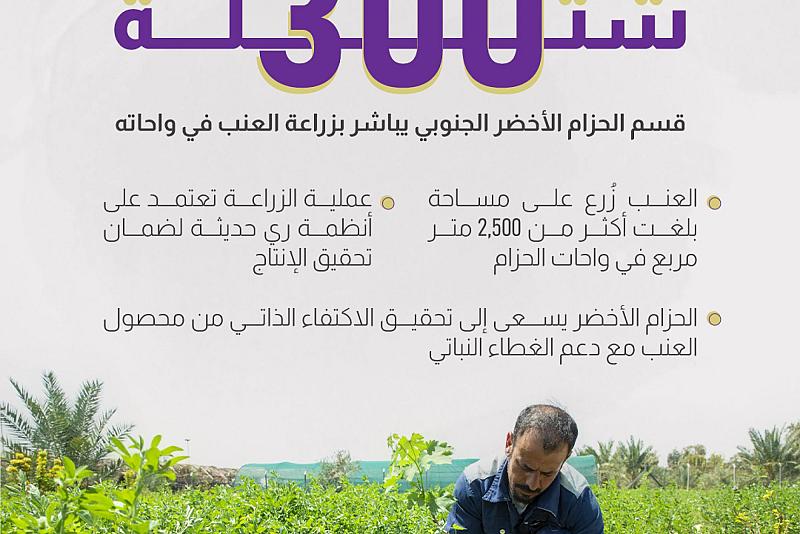 قسم الحزام الأخضر الجنوبي يباشر بزراعة العنب في واحاته