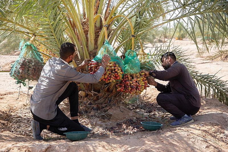 قسم المشاريع الهندسية يواصل أعمال جني التمور من نخيل مزرعة الساقي