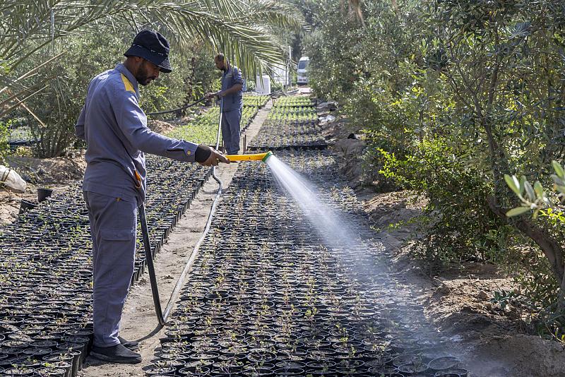 استعداداً للموسم الشتوي.. الحزام الأخضر الجنوبي يباشر بزراعة أكثر من 40 ألف شتلة