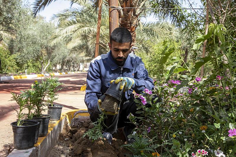 قسم الحزام الأخضر الجنوبي الأوّل يطلق حملةً لزراعة الورود الموسمية في واحاته