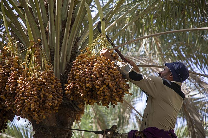 ملاكات مجموعة مشاتل الكفيل تواصل جني التمور لرفد الأسواق المحلية