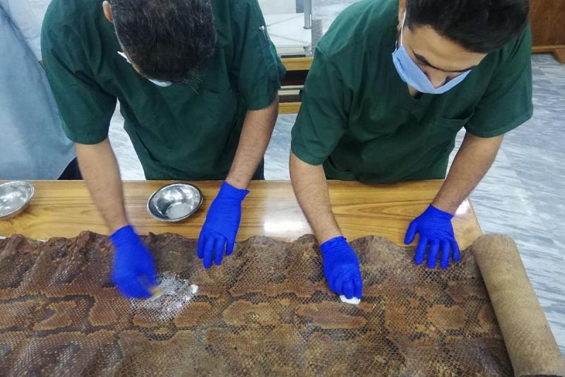 مركزُ ترميم المخطوطات يقوم بصيانة جلدٍ لأفعى الأناكوندا
