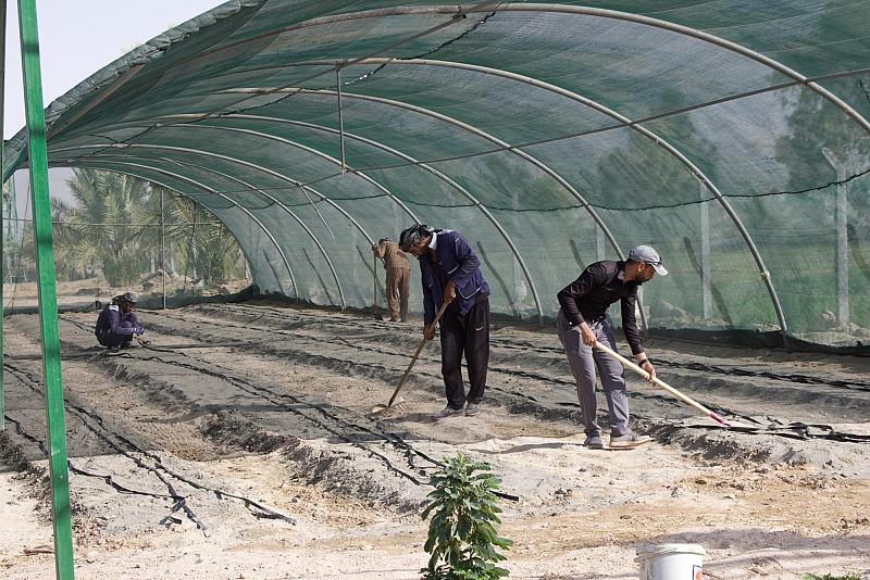 قسم الحزام الأخضر الجنوبي يشرع بتأهيل مشروع البيوت البلاستيكية لإنتاج المحاصيل الخضرية العضوية