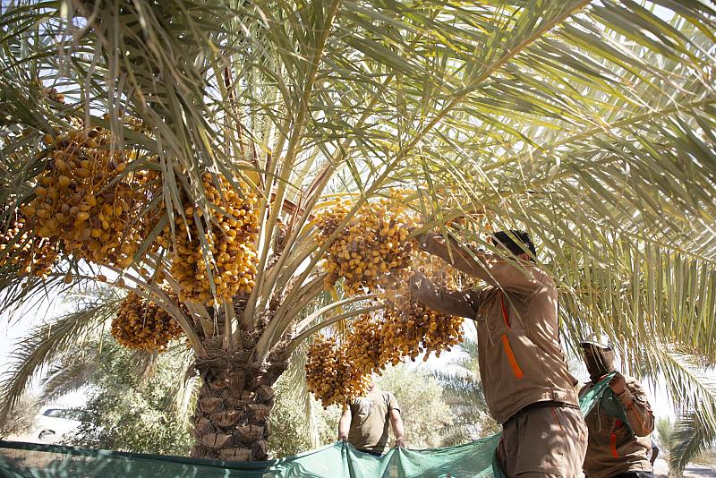 ملاكات الحزام الأخضر تواصل جني ثمار النخيل لرفد السوق المحلية 