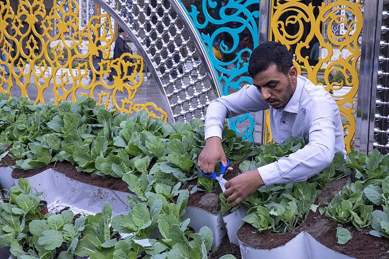 مشاتل الكفيل تزيّن منصة حفل تخرّج طلبة الجامعات العراقية بالورود
