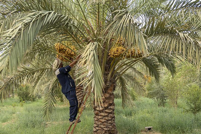 بأصناف مختلفة.. الحزام الأخضر الجنوبي الأول يباشر جني ثمار النخيل من واحاته