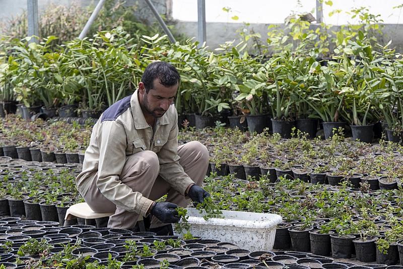 ‏ إضافة أكثر من 225 ألف شتلة في مجموعة مشاتل الكفيل منذ بداية العام الحالي