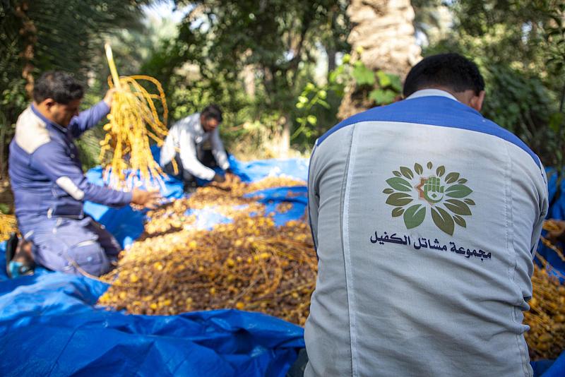 مجموعة مشاتل الكفيل تشرع بالمرحلة الثالثة من جني تمور نخيلها