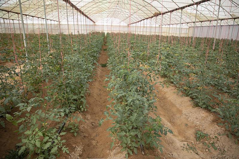 شركة الكفيل تدعم الأسواق المحلية بمحاصيل خضرية متنوعة