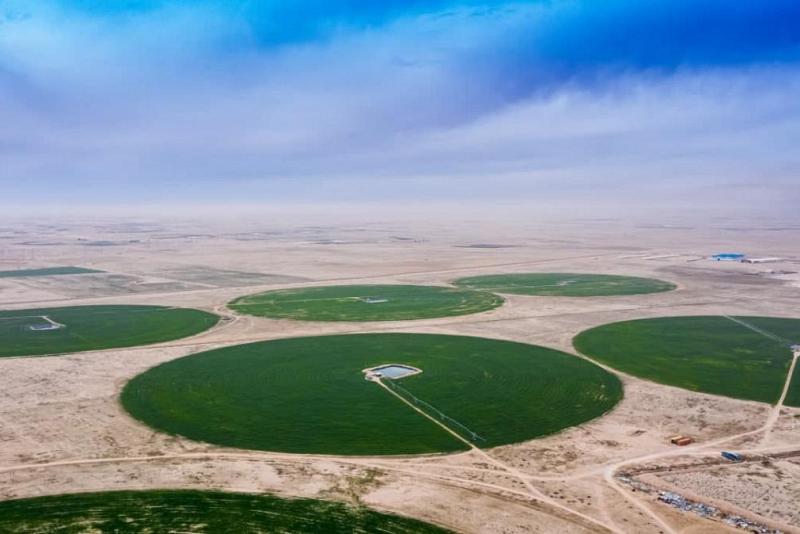 شركةُ الكفيل تشرع بزراعة أصنافٍ جديدة من الحنطة