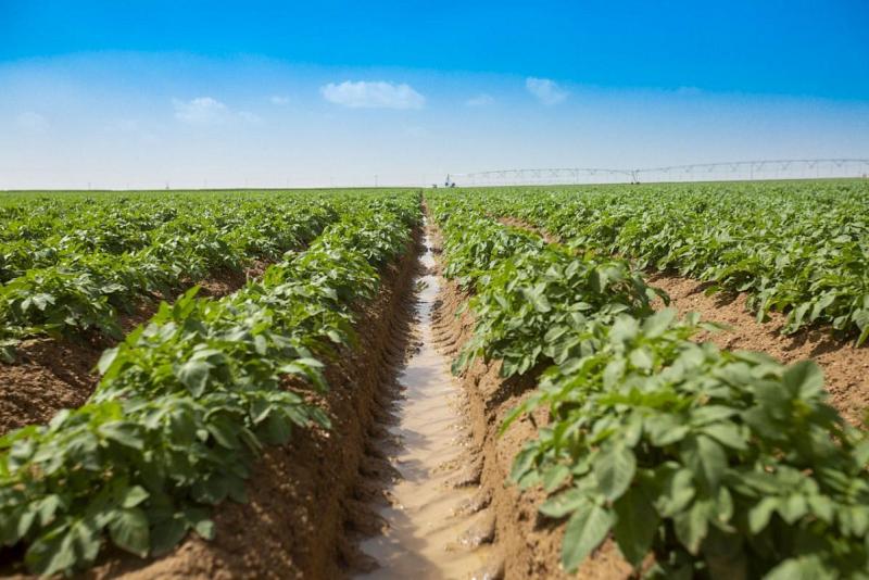 مشروعُ مزرعة الفردوس خطوةٌ كبيرة نحو تنمية القطّاعين الزراعيّ والاقتصاديّ في البلاد