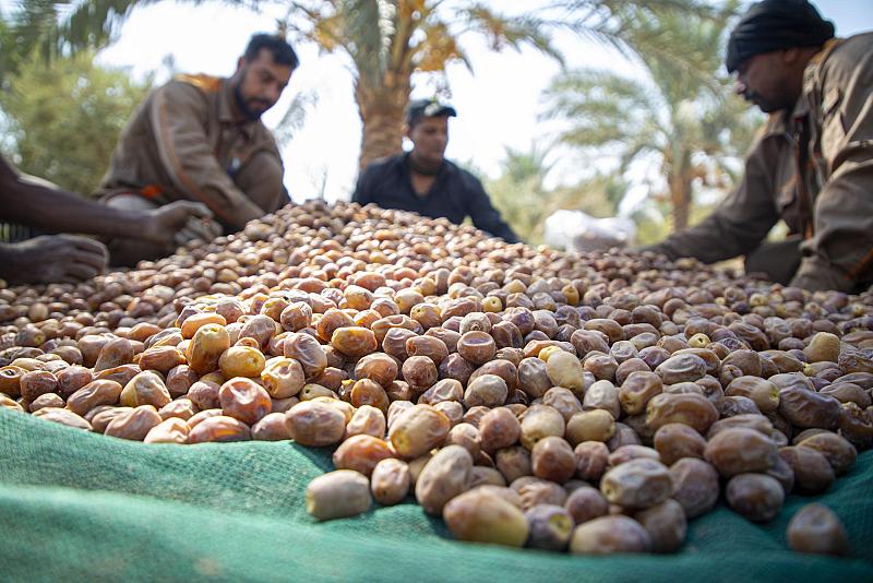 ملاكات الحزام الأخضر تباشر بجَني ثمار النخيل من التمور