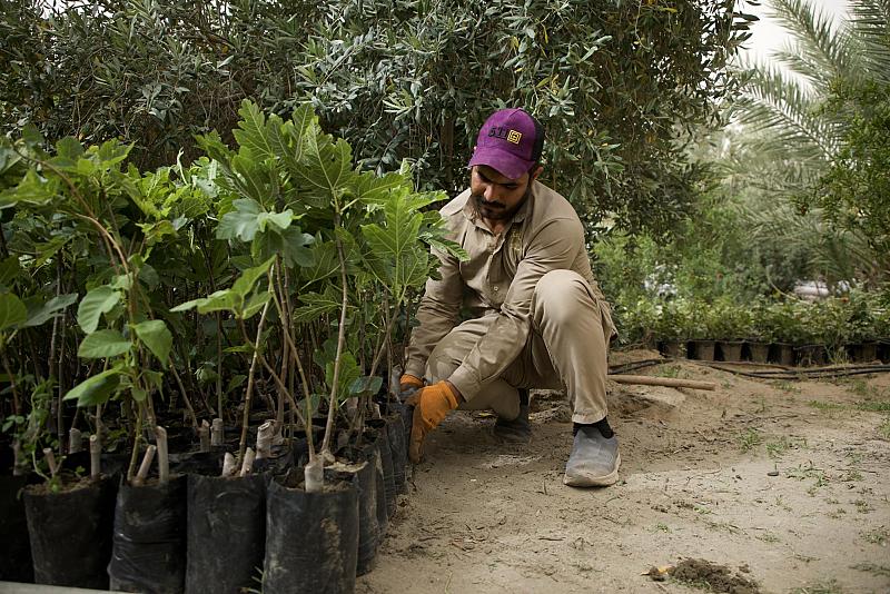 قسم الحزام الأخضر يباشر زراعة نحو 2000 شتلة في واحاته