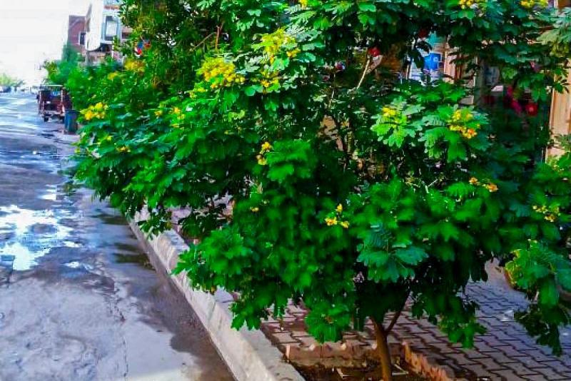  كيف أسهمت العتبةُ العبّاسية المقدّسة في تحسين بيئة كربلاء؟