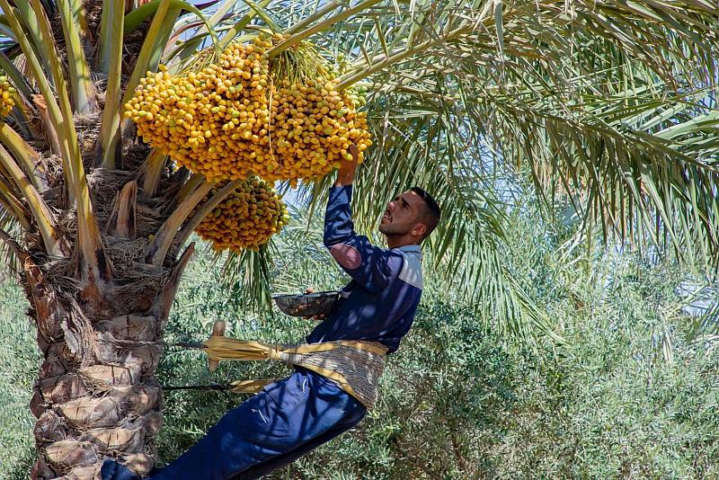 قسم الحزام الأخضر يباشر بجني التمور من نخيل واحاته