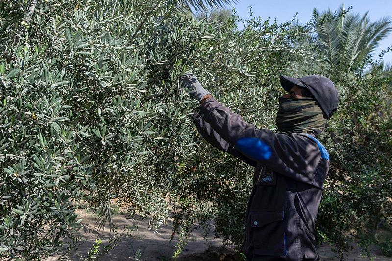 قسم الحزام الأخضر الجنوبي يباشر بالمرحلة الثانية من جني ثمار الزيتون في واحاته