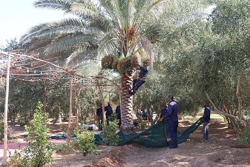 ملاكات الحزام الأخضر تواصل أعمال جني محصول التمور بمختلف الأصناف