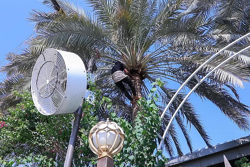 قسم بين الحرمين يباشر بحملته الموسمية الخاصة بإدامة أشجار النخيل