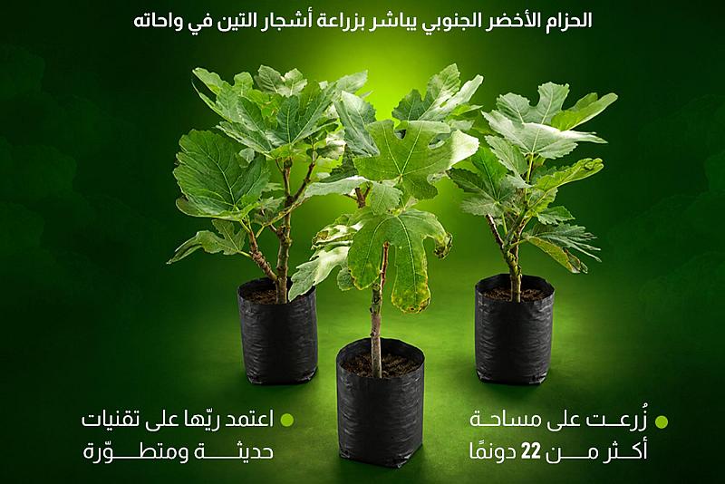 الحزام الأخضر الجنوبي يباشر بزراعة أشجار التين في واحاته