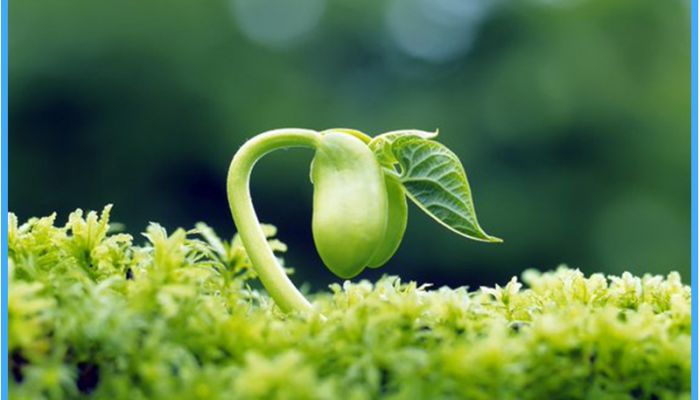 إعجاز القرآن في علم النبات