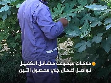 ملاكات مجموعة مشاتل الكفيل تواصل أعمال جَنيِ محصول التين..