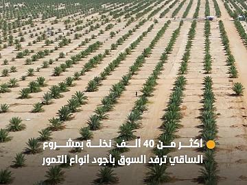 أكثر من 40 ألف نخلة  بمشروع مزارع الساقي ترفد السوق المحلي بأجود أنواع التمور